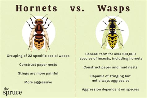 wasps vs bees vs hornets